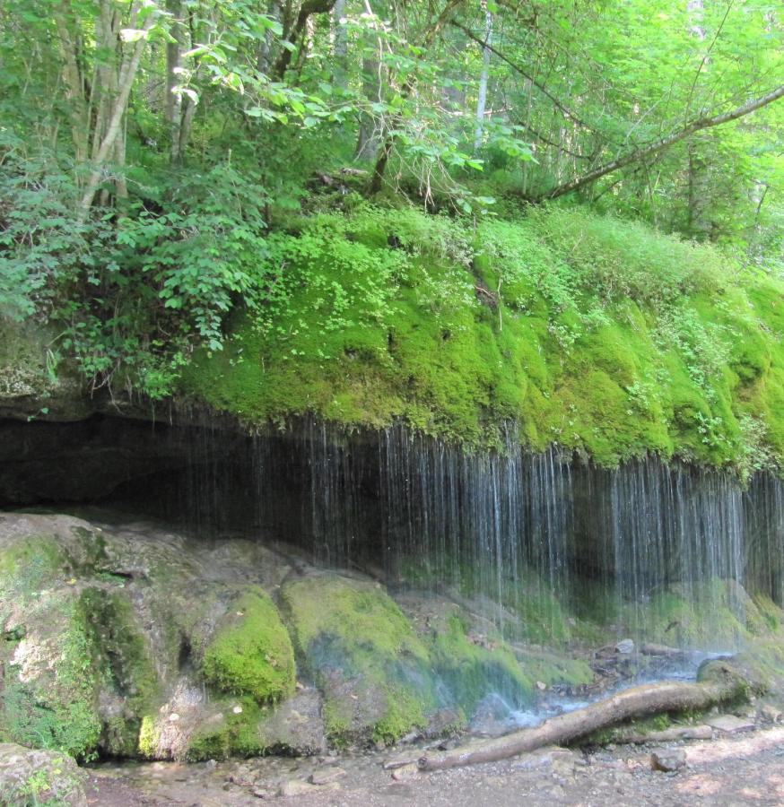 Roetenbacher Wiesen Friedenweiler Bagian luar foto